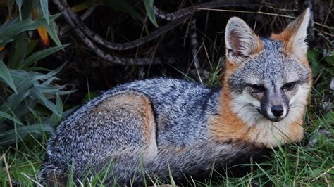 Puppies for sale near indiana your search returned the following puppies for sale. Image result for gray fox | Grey fox, Animals, Fox