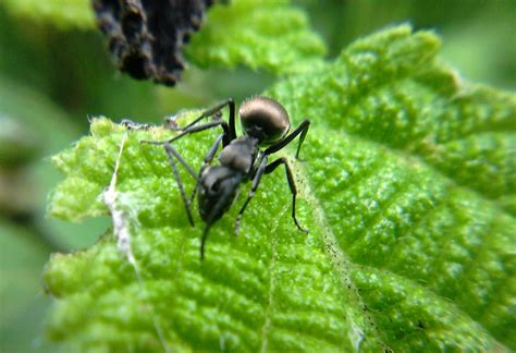 Check spelling or type a new query. Semut Hitam Dan Semut Item | SalPret