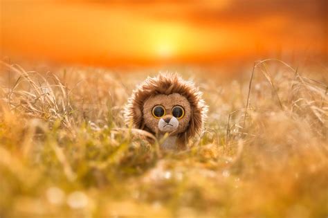 Nature Animals Lion Toys Eyes Sad Field Sun Depth
