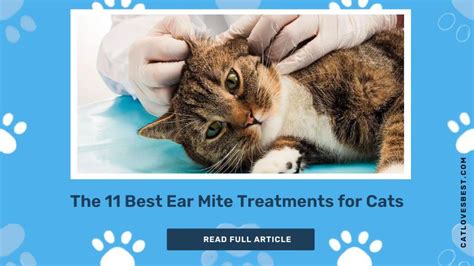 The 11 Best Ear Mite Treatments For Cats In 2023