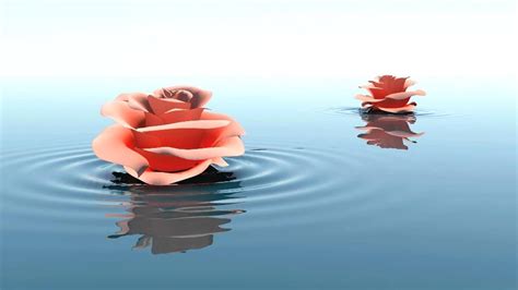 It will easily recognize the person from the. Red Roses - Water - Spa - Background Desktop - Video Background HD0946 - YouTube