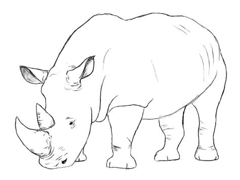How To Draw A Rhino Rhino Art Rhino Illustration Animal Drawings