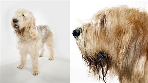Once known as the russian wolfhound, this elegant animal was a favorite of the russian aristocracy. Otterhound : Dog Breed Selector : Animal Planet