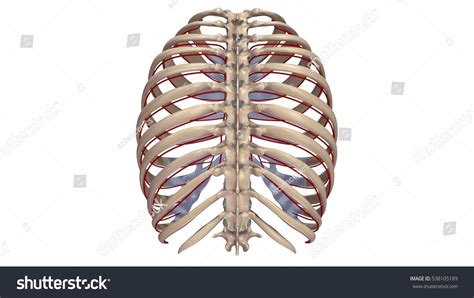 Thoracic Skeleton Arteries Posterior View 3d Stock Illustration
