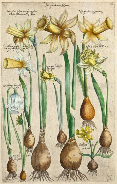 Vintage Print Of Daffodils Vintage Flower Prints Vintage Botanical