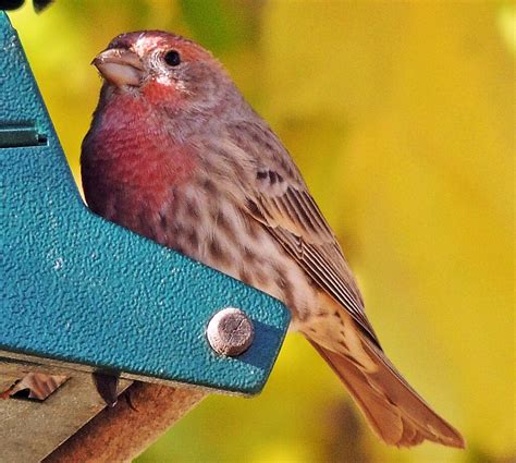 Male House Finch I Had Not Seen Any Finches Around My Plac Flickr