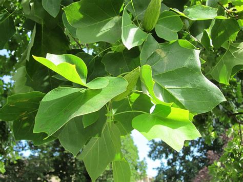 Tulip Poplar Quick Facts And Pictures