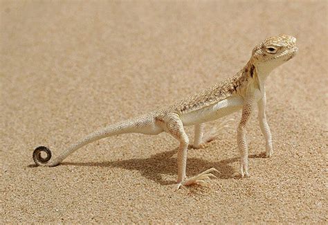 Arabian Toadhead Agama Facts And Pictures