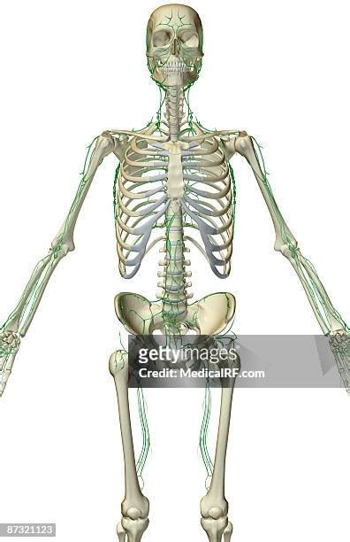 Pectoral Axillary Lymph Node High Res Illustrations Getty Images