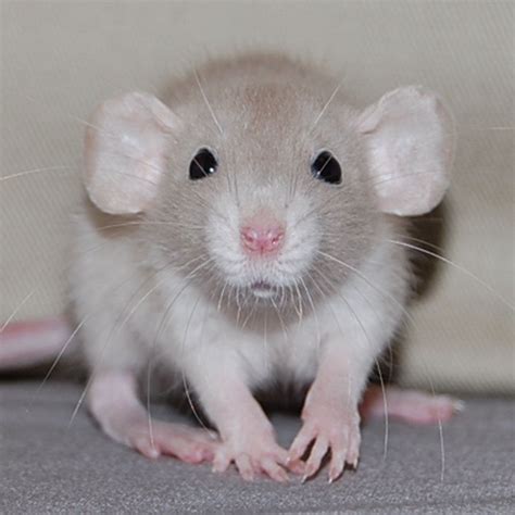 Adorable Dumbo Rat Baby Rats Cute Rats
