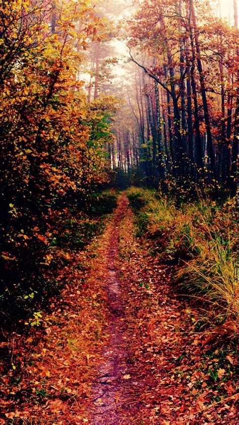 Forest Path Source Autumn Landscape Autumn Scenery