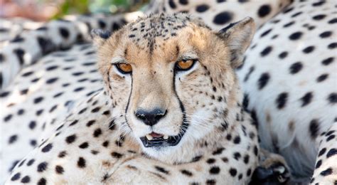 Home Cheetah Conservation Fund Canada