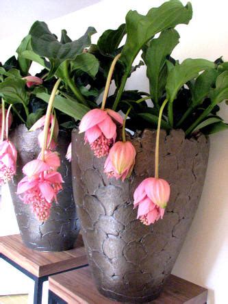 De tradescantia nanouk, ook wel de vaderplant genoemd, is een sterke kamerplant die makkelijk te verzorgen is. Kamerplant roze - Potplanten buiten schaduw