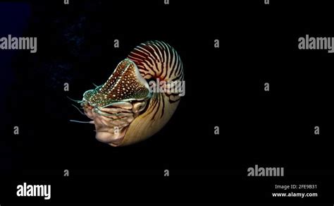 Nautilus Prehistoric Stock Videos And Footage Hd And 4k Video Clips Alamy