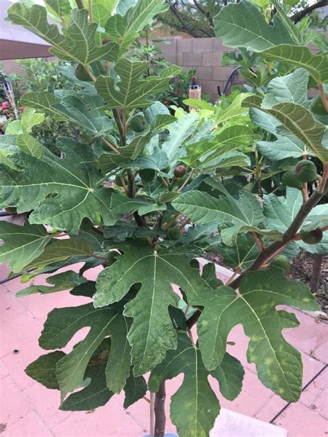 Figbid Online Auctions Of Fig Trees Fig Cuttings And Growing Supplies