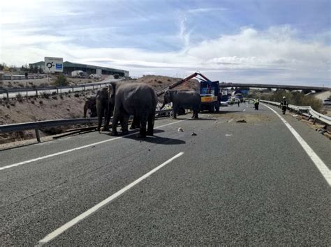 Circus Elephant Dies After Transport Vehicle Overturns On Highway The