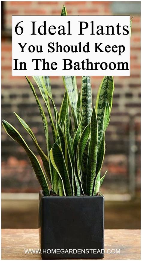 After all, potted plants are forbidden in the hospital. 6 Ideal Plants You Should Keep in The Bathroom (With ...