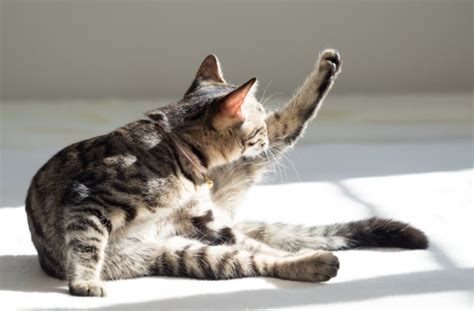9 Things You Didn’t Know About Your Cat’s Grooming Habits Bechewy