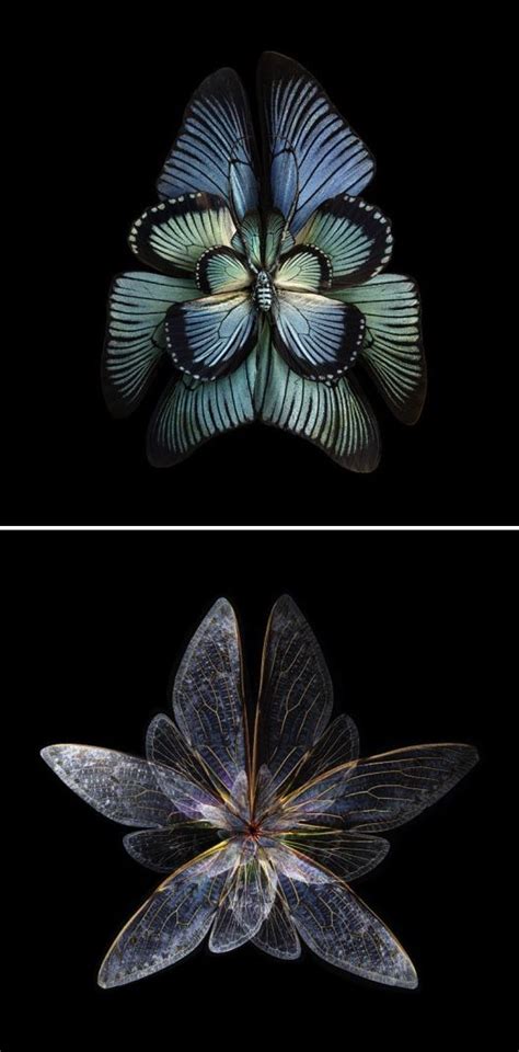 Photos Of Insect Wings Manipulated To Look Like Blooming Flowers By