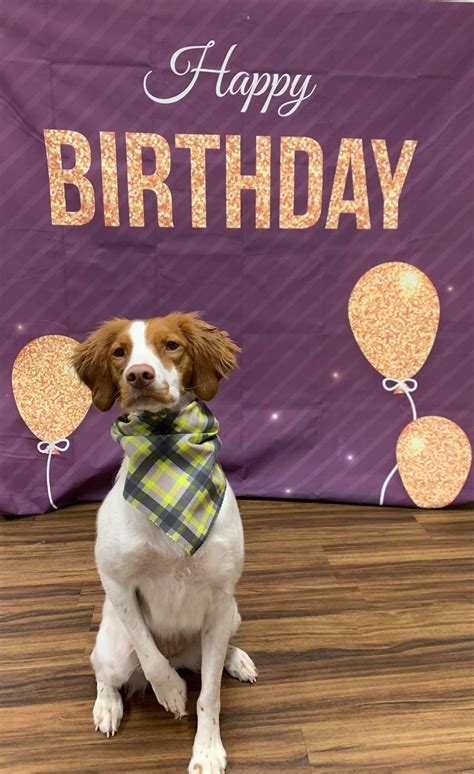 Super friendly and accommodating staff we had our pups baxter and harley at happy tails pet resort & spa on an extended 2 week stay. December 2020 Birthday Club | Wagging Tails Pet Resort