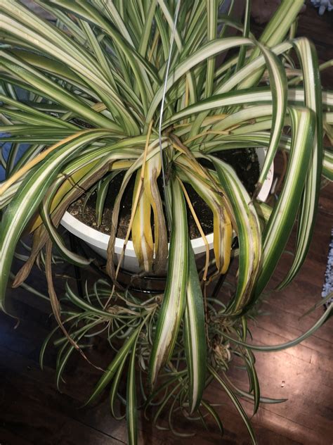 As the days get longer in the. Please help! What's wrong with my spider plant?? Too much ...
