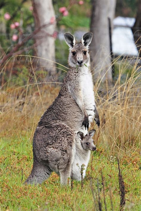Eastern Grey Kangaroo Wikipedia