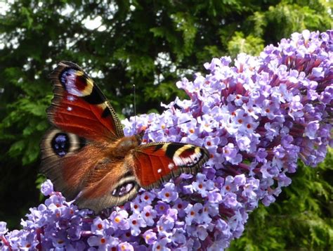 Attirer Les Papillons Au Jardin