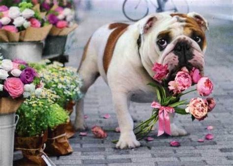 Depending on the theme that you have picked, you would require fall wedding flowers, beach wedding flowers, or winter wedding flowers if you are going by the seasons. Dog-With-Bouquet-In-Mouth-Funny-Get-Well-Card-Greeting ...