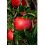 Enjoying The Apple Harvest  100 Recipes • Prairie Homestead
