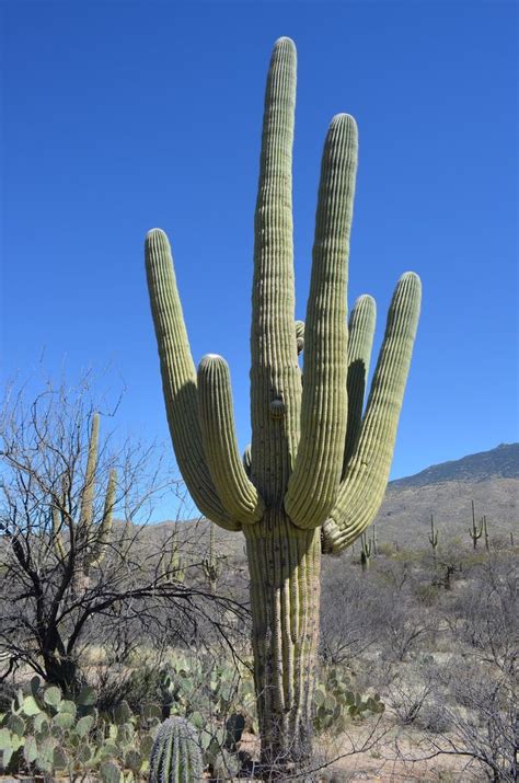 In southern arizona they have the sorts of cacti that have great arms like you see on old westerns, called saguaros. 484 best images about Saguaro NP [American National Parks ...