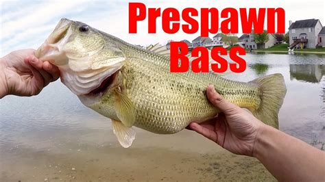 Prespawn Largemouth Bass Fishing Youtube