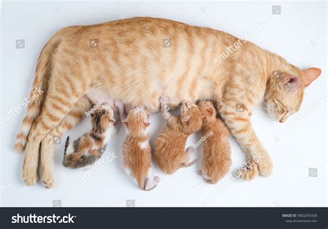 28652 Newborn Kitten Images Stock Photos And Vectors Shutterstock