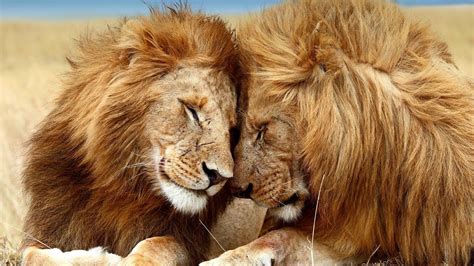 Lion Sex Wild Animal Park Youtube
