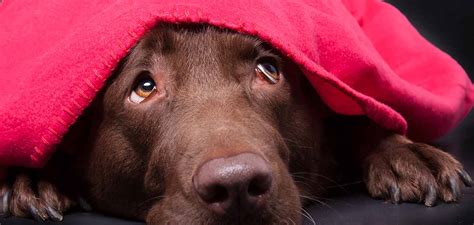Dog Anxiety How To Recognize It And How To Help Your Dog