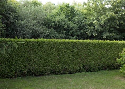 7 Best Evergreen Shrubs For Privacy 🌿 🛡 Creating A Natural Green Barrier