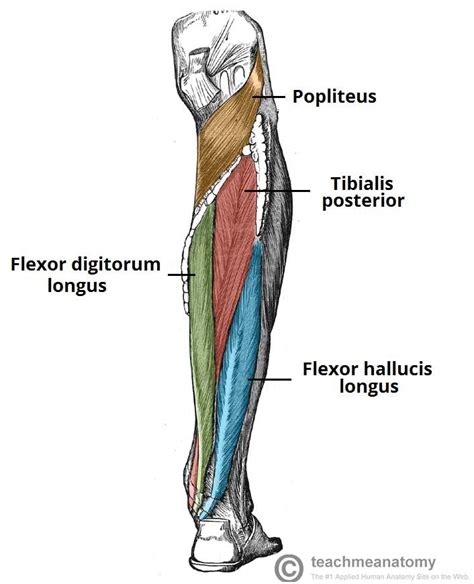 However, the definition in human anatomy refers only to the section of the lower limb extending from the knee to the ankle, also known as the crus or. Image result for posterior leg muscles | Anatomy, Anatomy ...