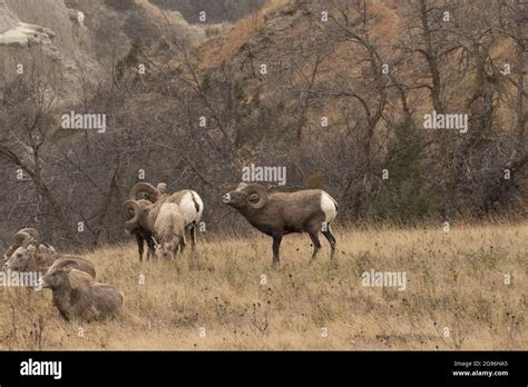 Bighorn Sheep Herd In The Theodore Roosevelt National Park In North