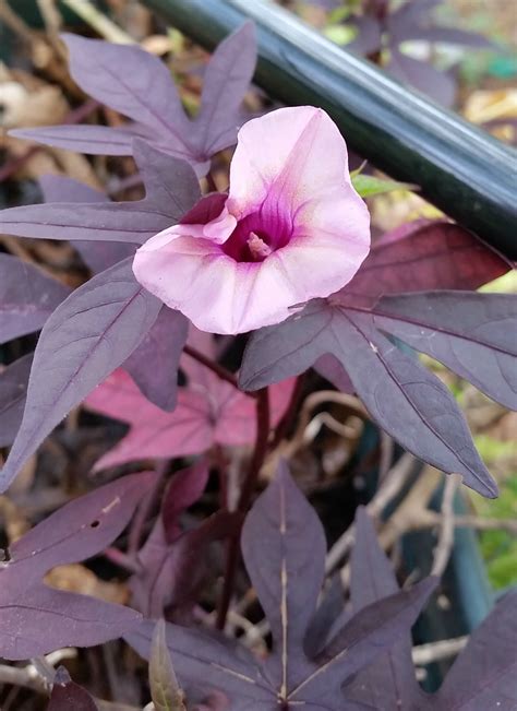 I placed an old sweet potato in a jar sometime back in february, and this is what it looks like today. Sweet Potato Vines, Tons of Color | Sweet potato vine, Buy ...