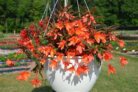 Begonia is a genus of perennial flowering plants in the family begoniaceae. Beauvilia™ Salmon Begonia (Begonia boliviensis 'Beauvilia ...