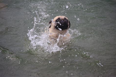 Swimming Pug Editorial Stock Image Image Of River Water 59036324