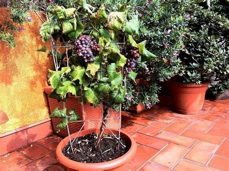 Paso A Paso ¿cómo Puedes Cultivar Uvas En Tu Casa Bioguia
