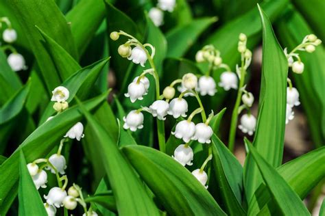Последние твиты от brin de muguet (@firstmay_). Muguet - Un brin de bonheur ! - Le Jardin des Fleurs