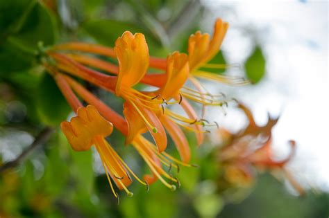 The photo is kind of over exposed, but oh well. Honeysuckle - Grow Guide - gardenersworld.com