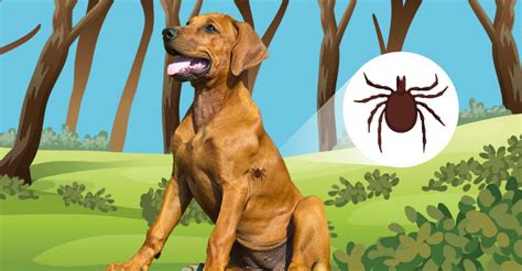 Natural Treatment For Lyme Disease In Dogs Dogs Naturally