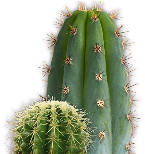 Cactus In A Pot Stroke Transparent Png Svg Vector Fil