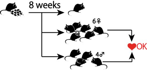 We did not find results for: 動物資源開発研究施設
