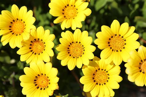 May 23, 2021 · wow , great list of flowers , i was thinking what should i post on my flowers blog this week , now i can post a list of flowers with the pictures i have. Free Images : flower, petal, herb, gazania, yellow flowers ...