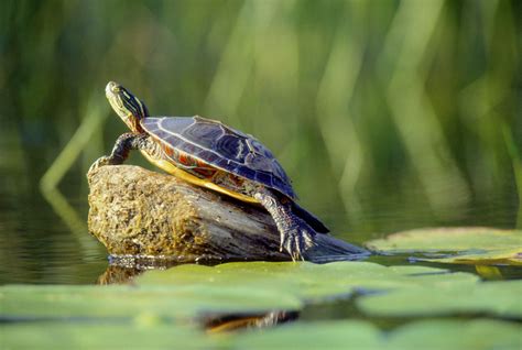 Keeping Pet Aquatic Turtles In Outdoor Ponds