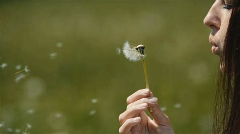 Hand holding a dandelion with seeds blowing away Stock Video Footage ...