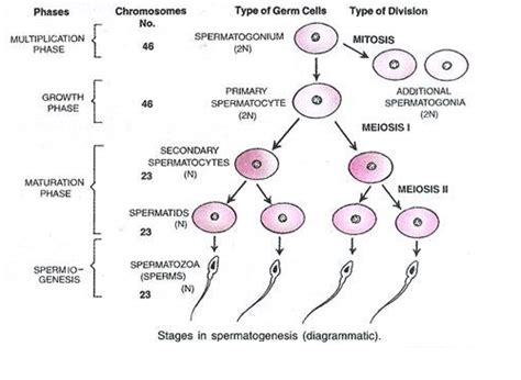 Spermatogenesis Ritus Biology Hub